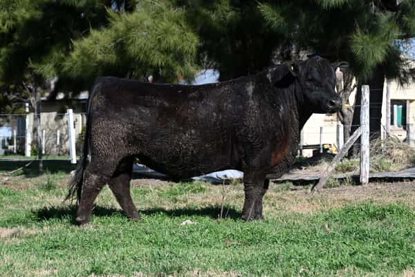 Lote Toros