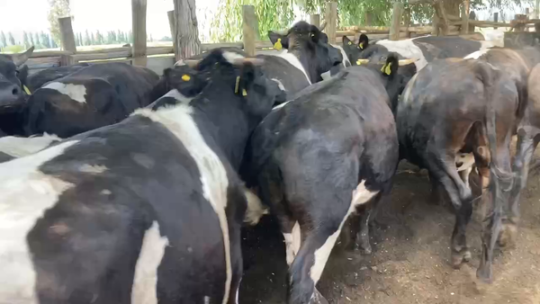 Lote 22 Novillo Engorda en María Pinto, Región Metropolitana