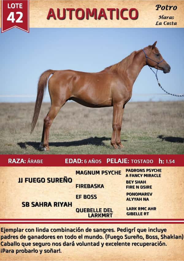 Lote AUTOMATICO