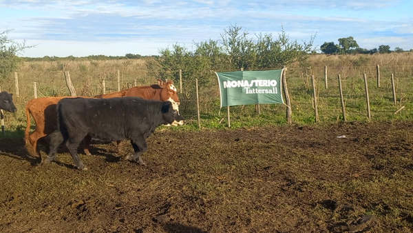 Lote 55 Vaquillonas EN IBICUY ENTRE RIOS