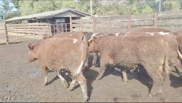 Lote 20 Novillo Gordo en Los Ángeles, VIII Región Biobío