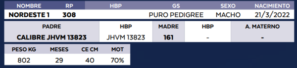 Lote LOTE 11