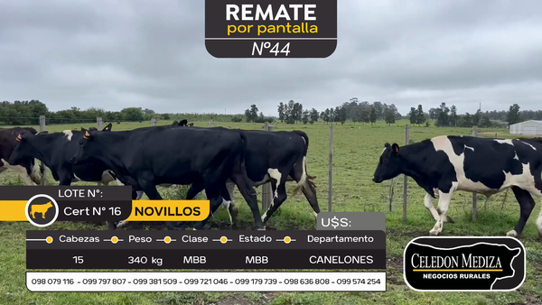 Lote 15 Novillos en Otra Localidad, Canelones