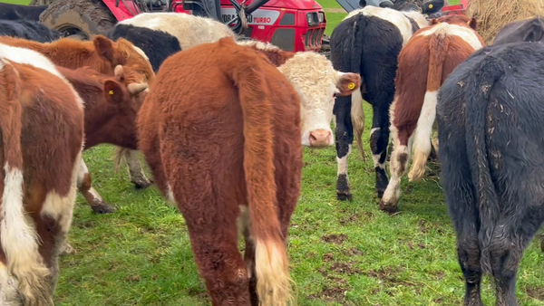 Lote 37 Novillo Engorda en Purranque, X Región Los Lagos