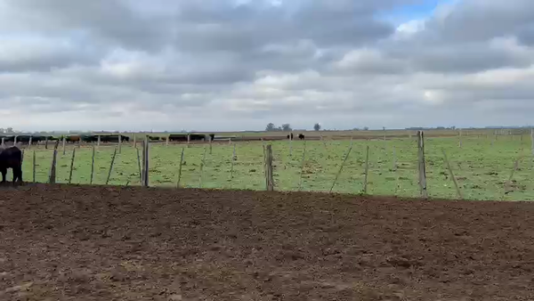Lote 48 Vacas de invernar en Villa Eloísa, Santa Fe