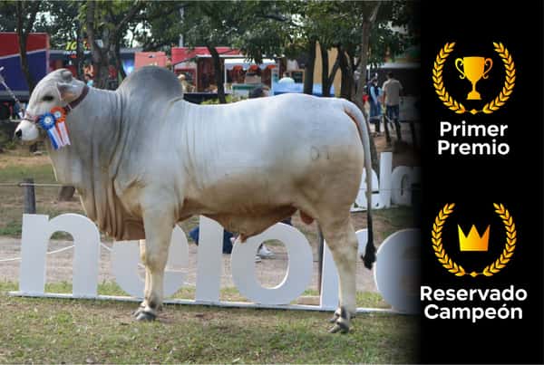 Lote Nelore a Bozal Expo Internacional 2022 RP 83  - Lote 13