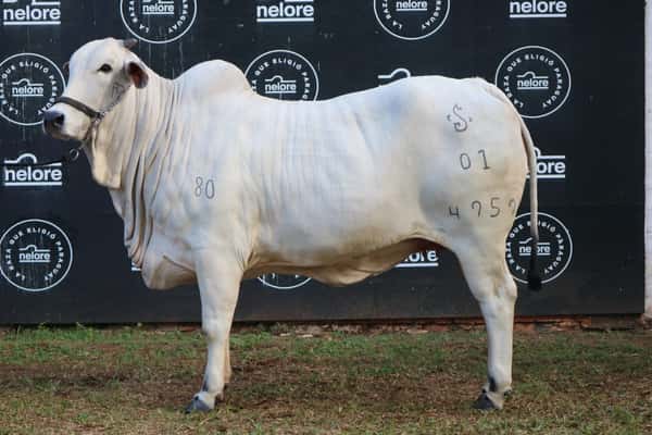Lote Nelore a Bozal Expo Internacional 2022 RP 4959  - Lote 10