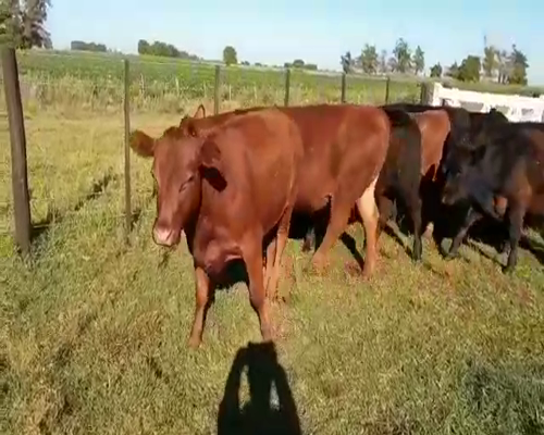 Lote 10 Terneros/as en Salazar, Buenos Aires