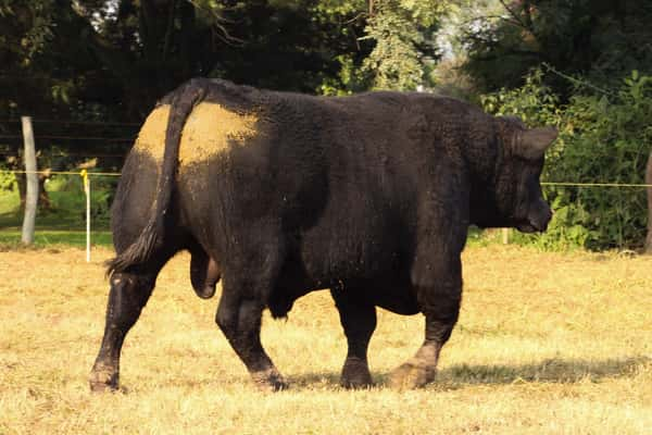 Lote CABAÑA COEMBOTÁ: RP 627