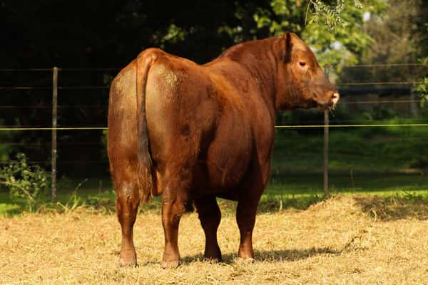 Lote CABAÑA COEMBOTÁ: RP 262