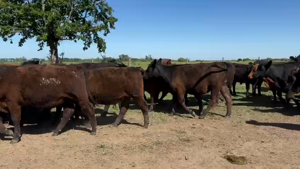 Lote 70 Terneros/as