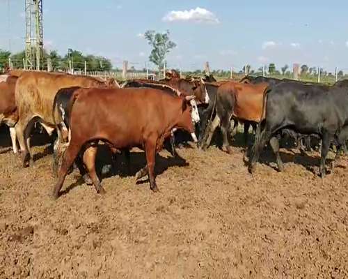 Lote 44 Novillitos en Tintina, Santiago del Estero