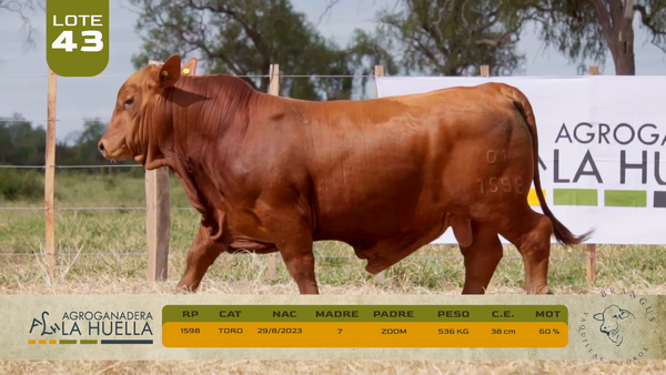 Lote LOTE 43