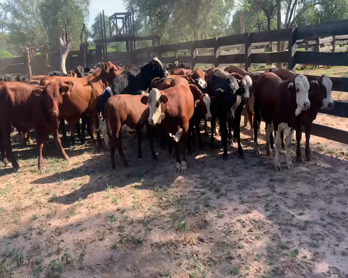 Lote 96 Terneros/as en Juan José Castelli, Chaco