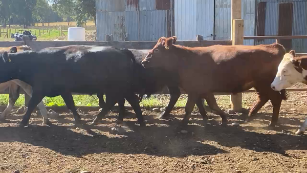 Lote 54 Novillo Engorda en Osorno, X Región Los Lagos