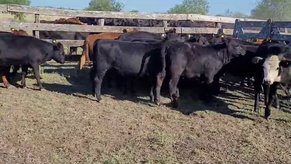 Lote 40 Terneros en Villa Elisa, Entre Ríos