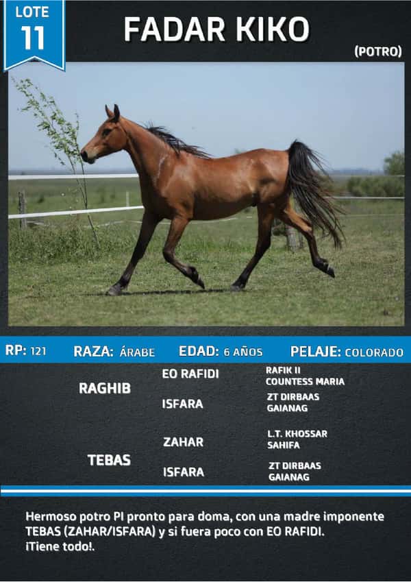 Lote FADAR KIKO