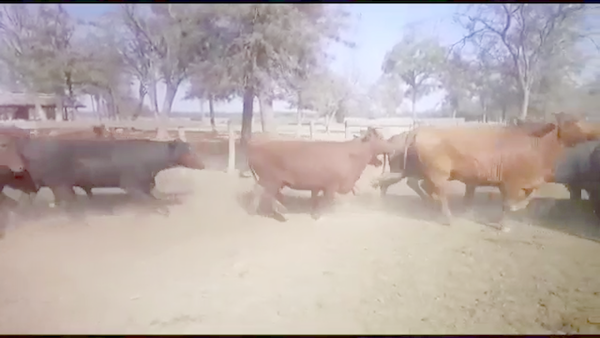 Lote 38 Vacas nuevas C/ gtia de preñez en J.J. Castelli, Chaco