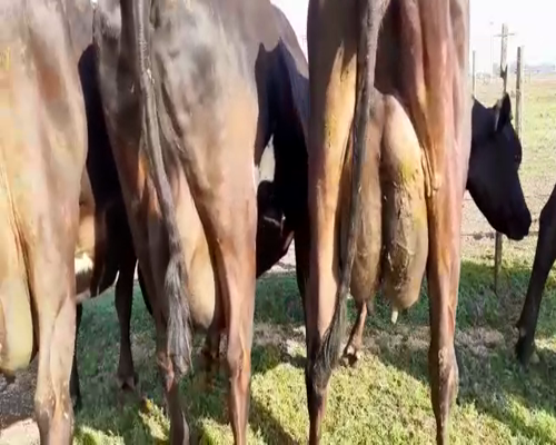 Lote Vacas en produccion Hornero Chico 3