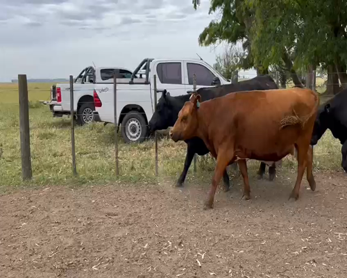 Lote 19 Vacas CUT preñadas en Buenos Aires, Las Flores