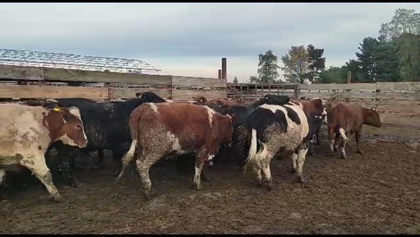 Lote 20 Novillo Gordo en Los Ángeles, VIII Región Biobío