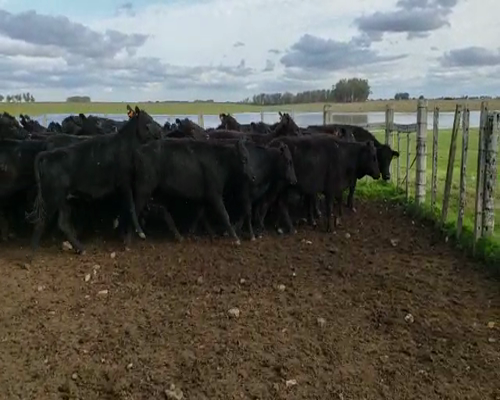 Lote 60 vaquillonas Angus prontas para entorar