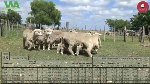 Lote 20 Borregas