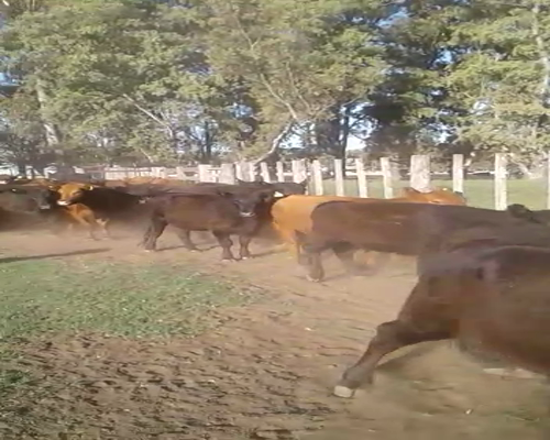 Lote 61 Vacas de invernar en Darregueira, Buenos Aires
