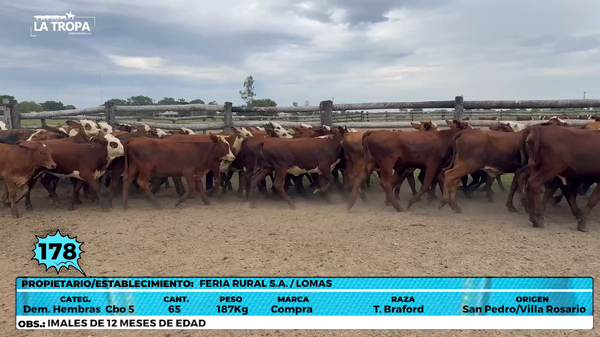 Lote LOTE 178