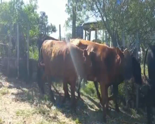 Lote Terneros