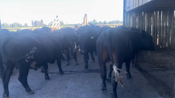 Lote 20 Novillo Engorda en Linares, VII  Región Maule