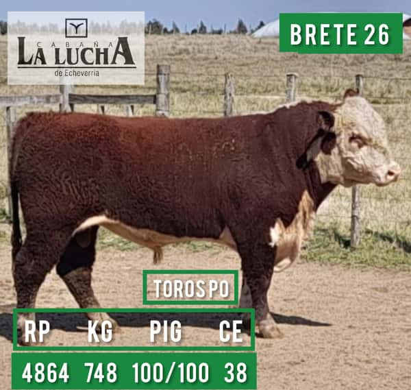 Lote TOROS POLLED HEREFORD PO