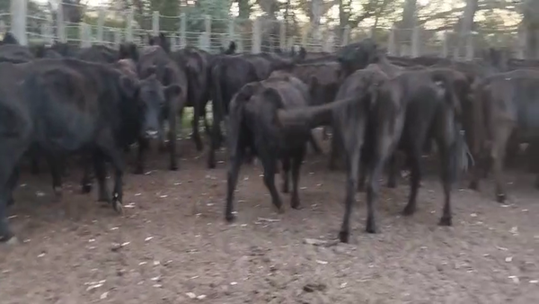 Lote 31 Vacas C/ gtia de preñez en Buenos Aires, Villa Iris