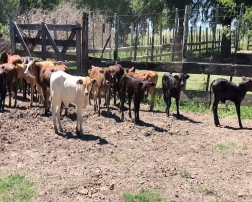 Lote 69 Vacas medio uso C/ cria en Misión San Fco., Formosa