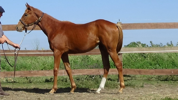 Lote NEWYORKINA