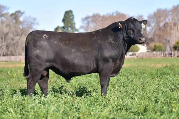 Lote 2 Toros PC