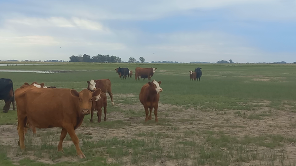 Lote 23 Vacas CUT C/Cria en Daireaux