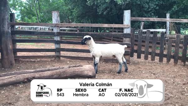 Lote LOTE 10 A CAMPO - RP 543