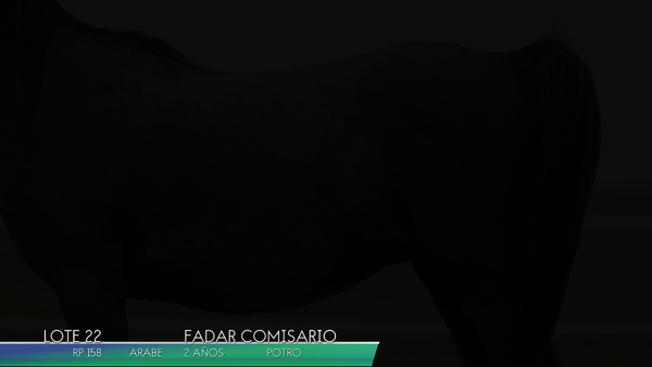 Lote FADAR COMISARIO