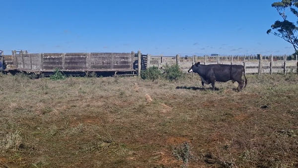 Lote 354 Piezas de cría en Treinta y Tres