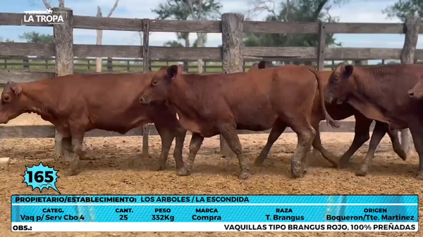Lote LOTE 165