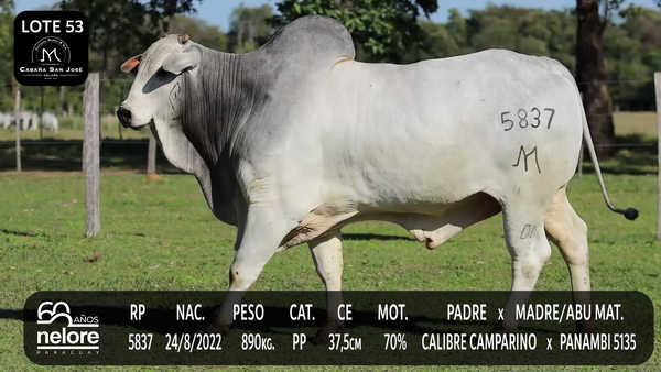 Lote LOTE 53