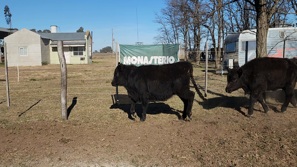 Lote 42 Terneros/as EN BOLIVAR