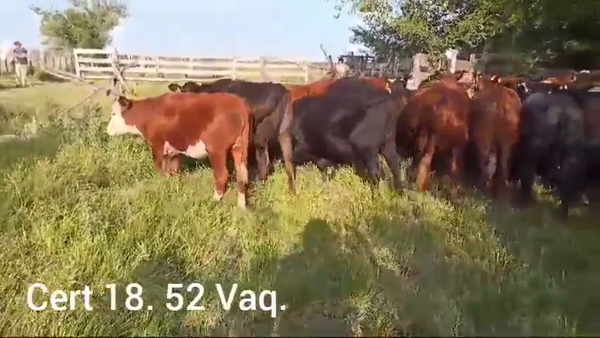 Lote VAQUILLONAS