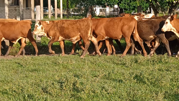 Lote 50 Terneros