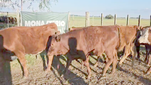 Lote 13 Terneros en Coronel Suarez, Buenos Aires