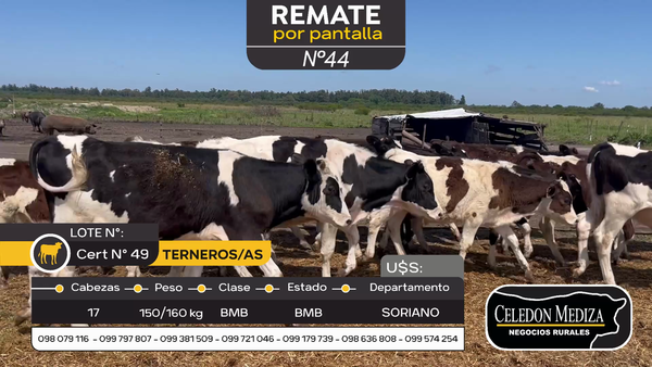 Lote 17 Terneros y Terneras en Agraciada, Soriano