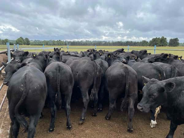 Lote 65 Novillo Engorda en Puerto Varas, X Región Los Lagos