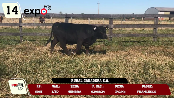 Lote LOTE 14