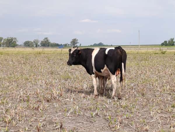 Lote Lote 9